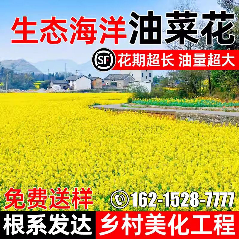 高产油菜花花海打造食用榨油