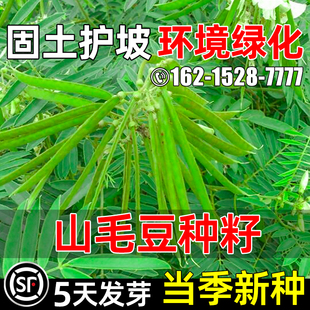 山毛豆种子多年生护坡固土灌木草籽环境绿化生态修复工程绿化种籽