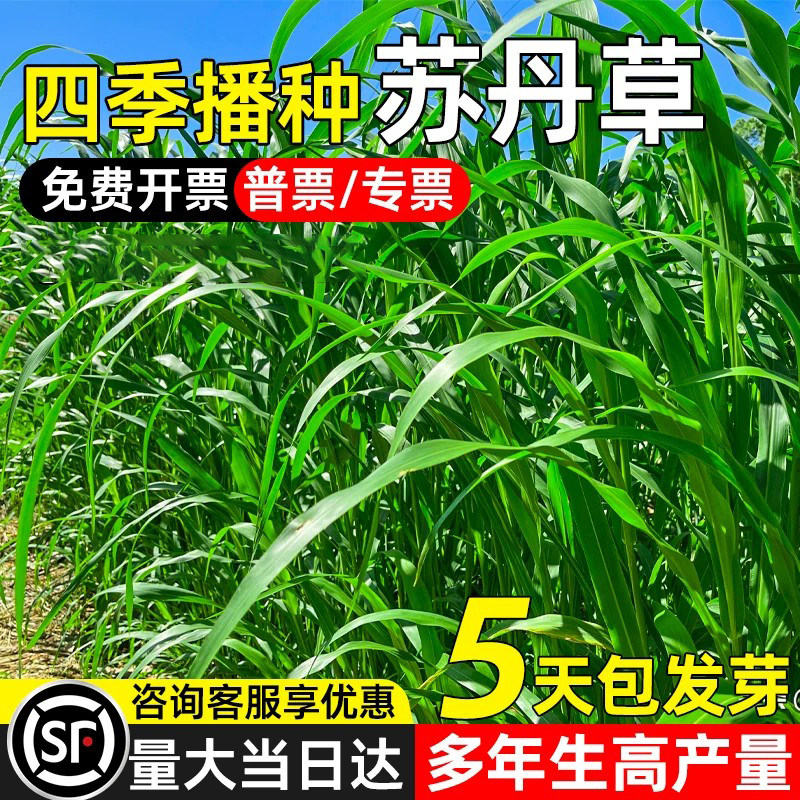 进口高丹王牧草种子四季高产鱼草