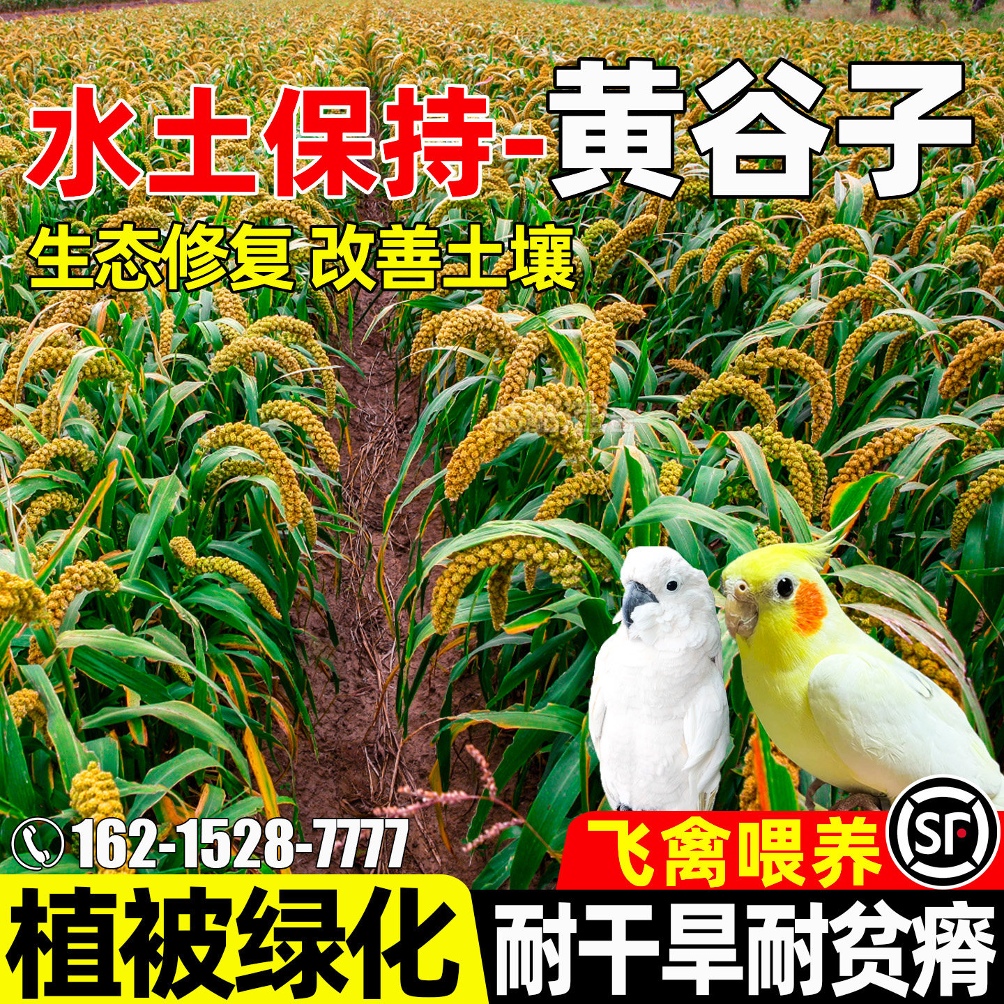 黄谷子水土保持植被绿化改良土壤