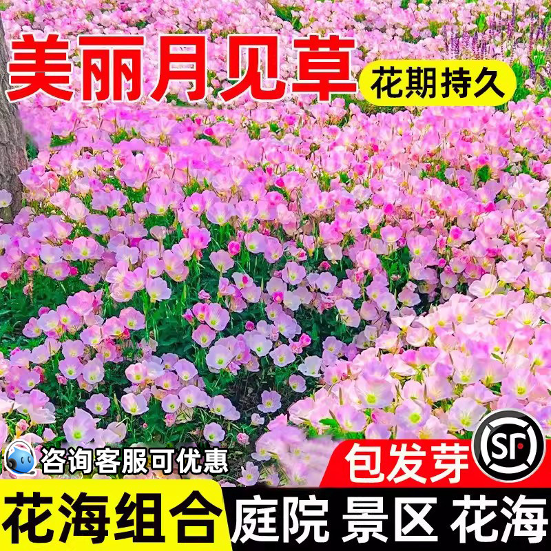 美丽月见草花籽四季播种耐寒耐旱庭院别墅景区花海景观打造花种籽