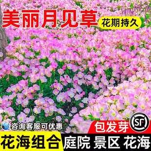 美丽月见草花籽四季播种耐寒耐旱庭院别墅景区花海景观打造花种籽