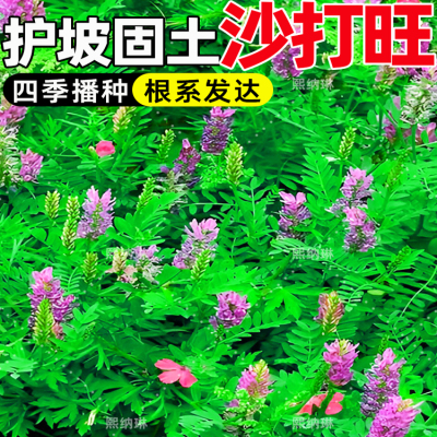 沙打旺畜牧养殖耐旱耐寒护坡固土