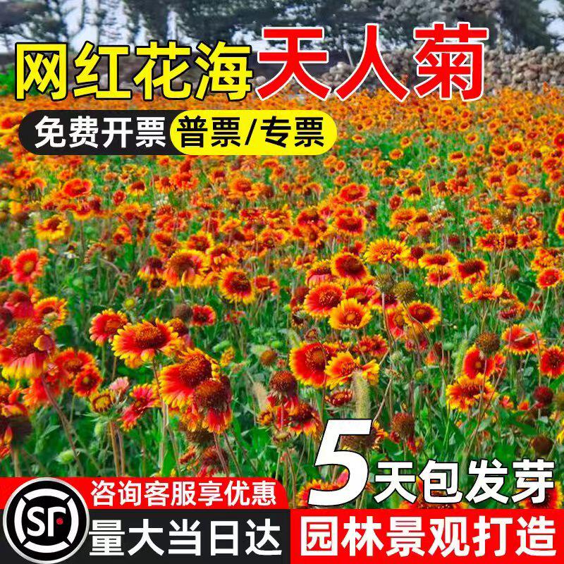 大花天人菊花种籽公园景区园林景观花卉种子四季种植野花组合花籽