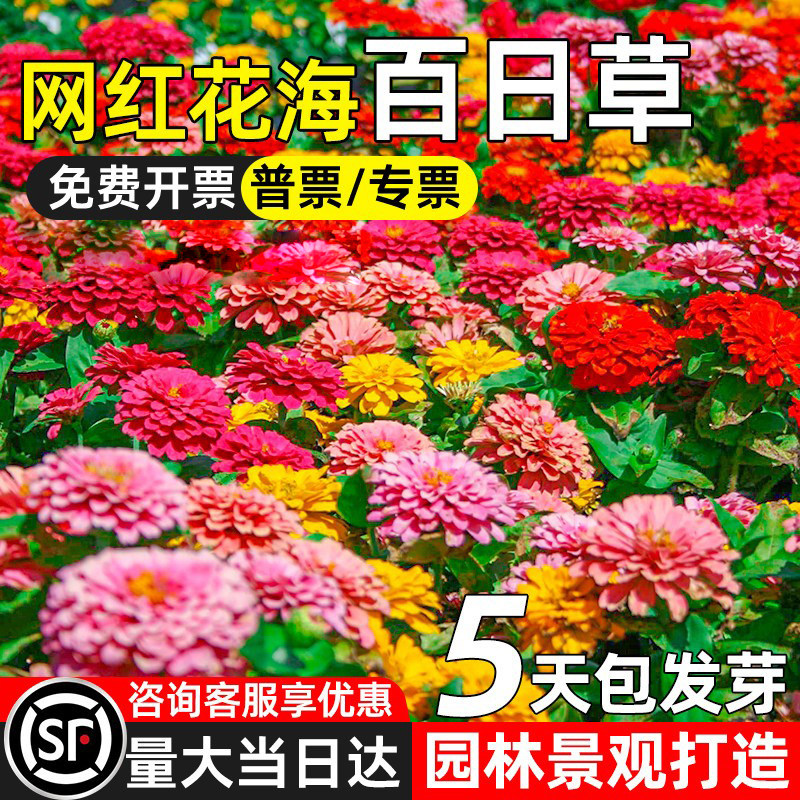 百日草花种子四季种植步步高花种籽庭院园林花海景观野花组合花籽