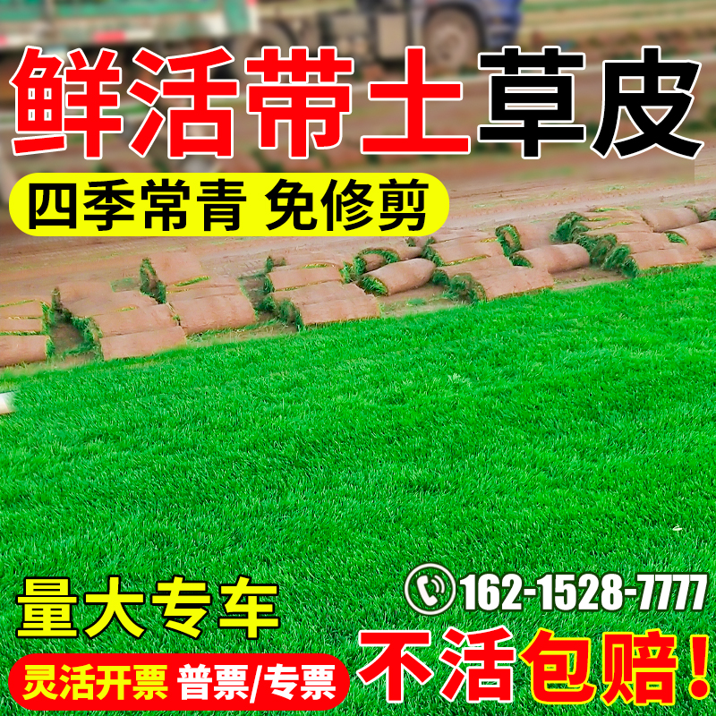 真草坪草皮带土花园庭院植物带泥土马尼拉草四季青果岭百慕大草皮