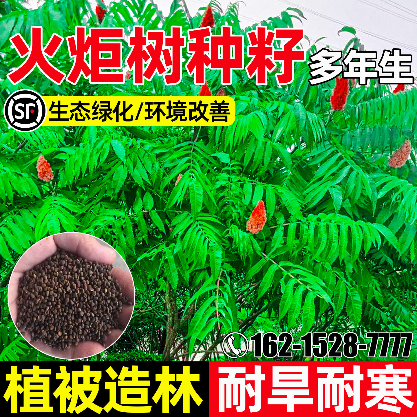 火炬树生态绿化环境改善植被造林