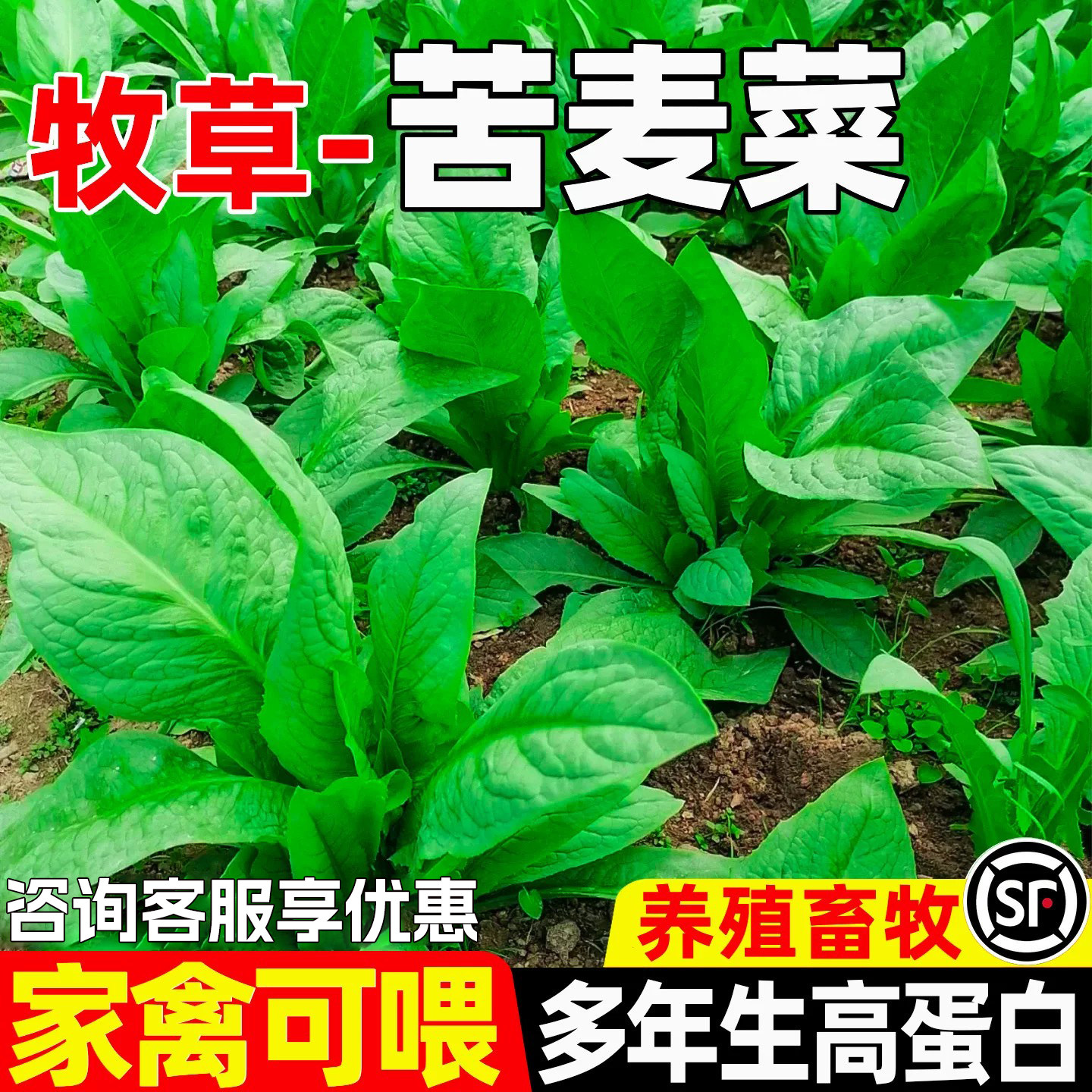 苦麦菜高蛋白畜牧养殖多年生牧草