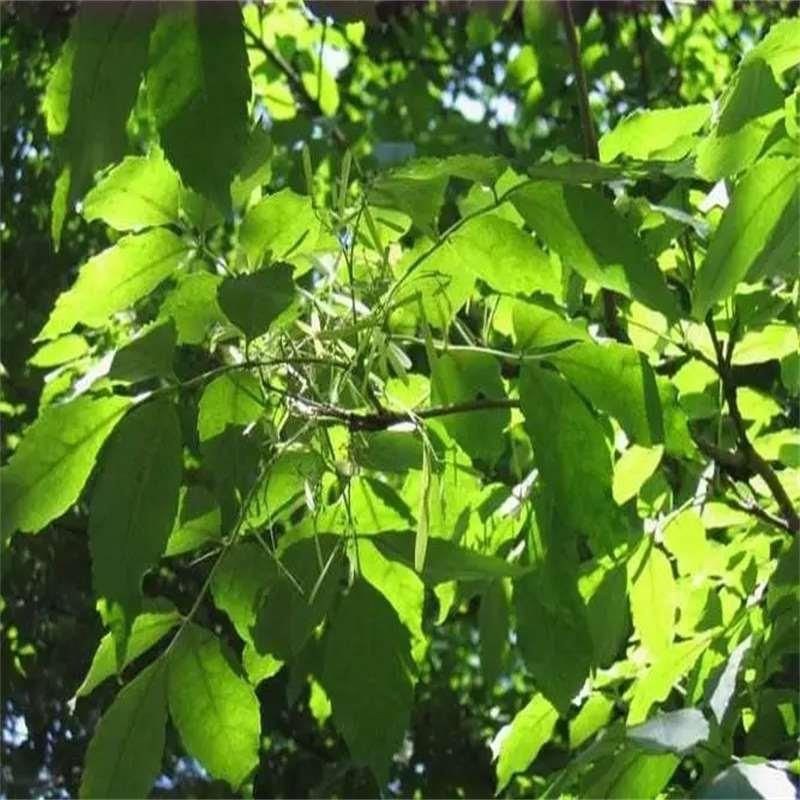 植树节树苗黄金香柳树苗金丝垂柳小苗枝条道路工程绿化行道种子