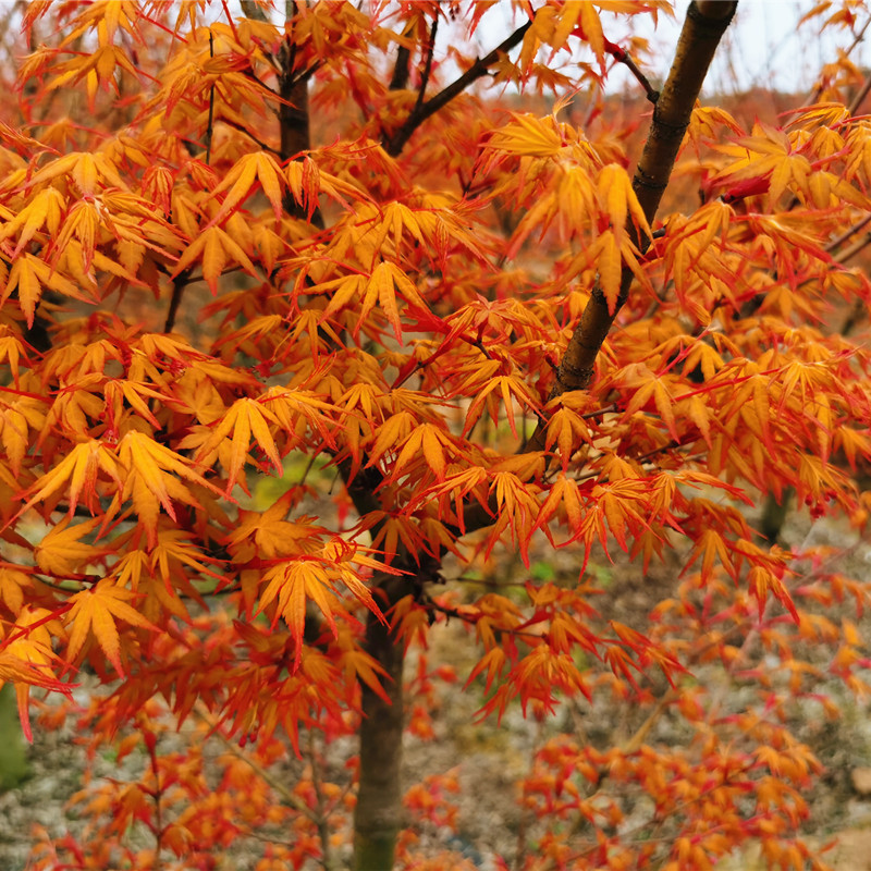 日本枫树茜空 黄金枫红枫树苗金叶鸡爪槭红枫盆栽庭院花园植物树