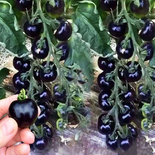 紫色小番茄销量排行榜 紫色小番茄品牌热度排名 小麦优选 紫色小番茄销量排行榜 紫色小番茄品牌热度排名 小麦优选