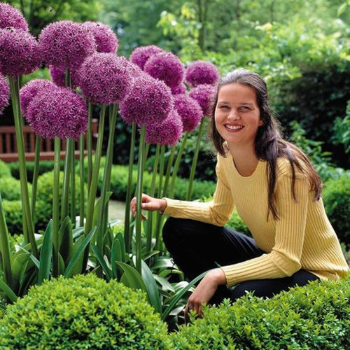 大花葱价格 大花葱图片 星期三