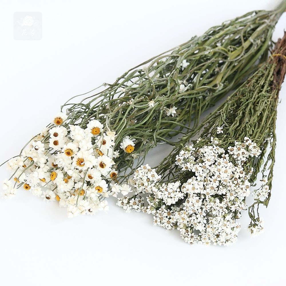 白梅银包菊干花永生花礼盒花材家居插花拍照道具浮游瓶香薰材料