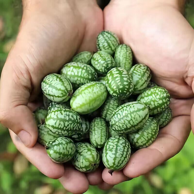 拇指西瓜种子袖珍迷你小西瓜可食用阳台盆栽观赏特色蔬菜水果种子