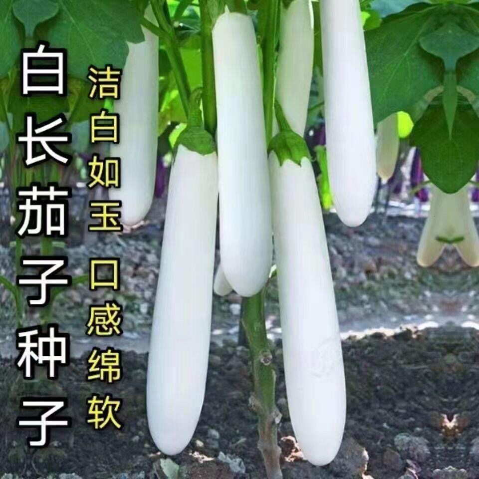 白茄子籽种潮汕白茄子白玉长茄白雪公主茄子种子春夏秋蔬菜种子