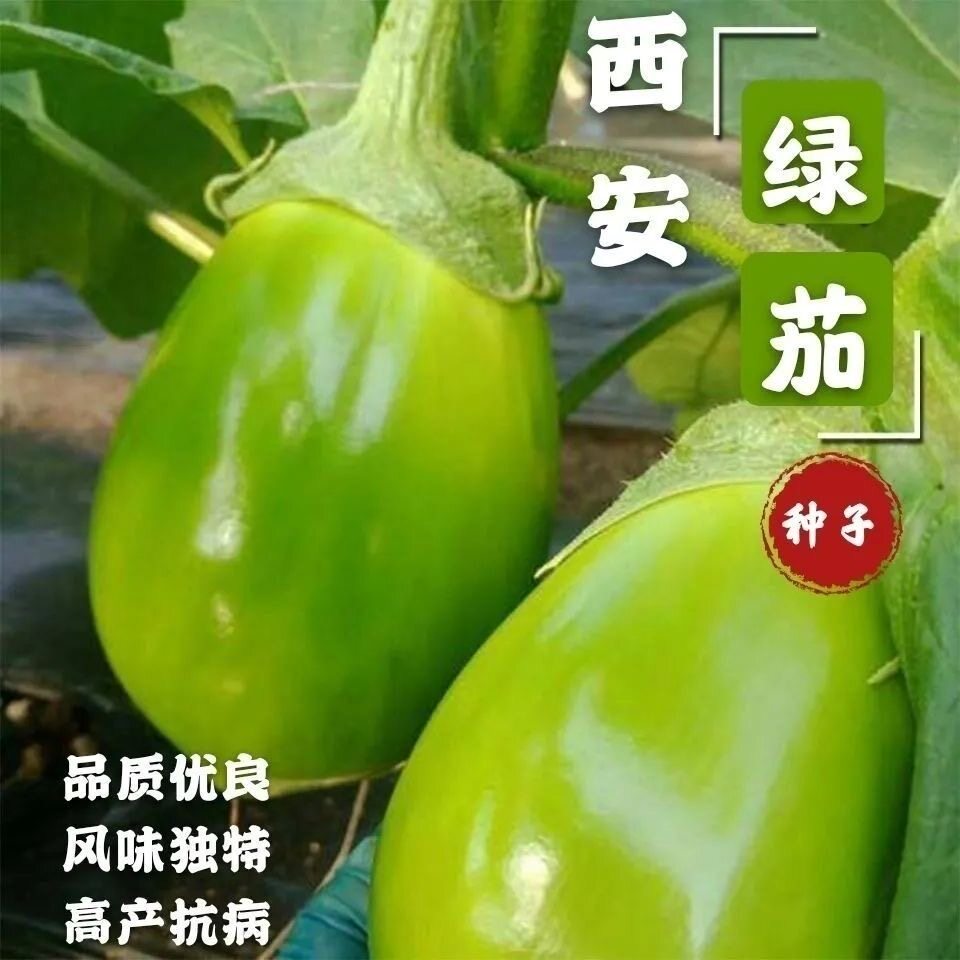 绿罐茄子种籽种子西安绿茄子青圆茄青皮四季茄子种子盆栽蔬菜种子