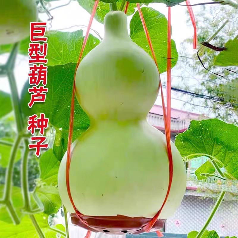 巨型葫芦种子特大种籽亚腰宝葫芦盆栽爬藤蔬菜种子文玩庭院观赏