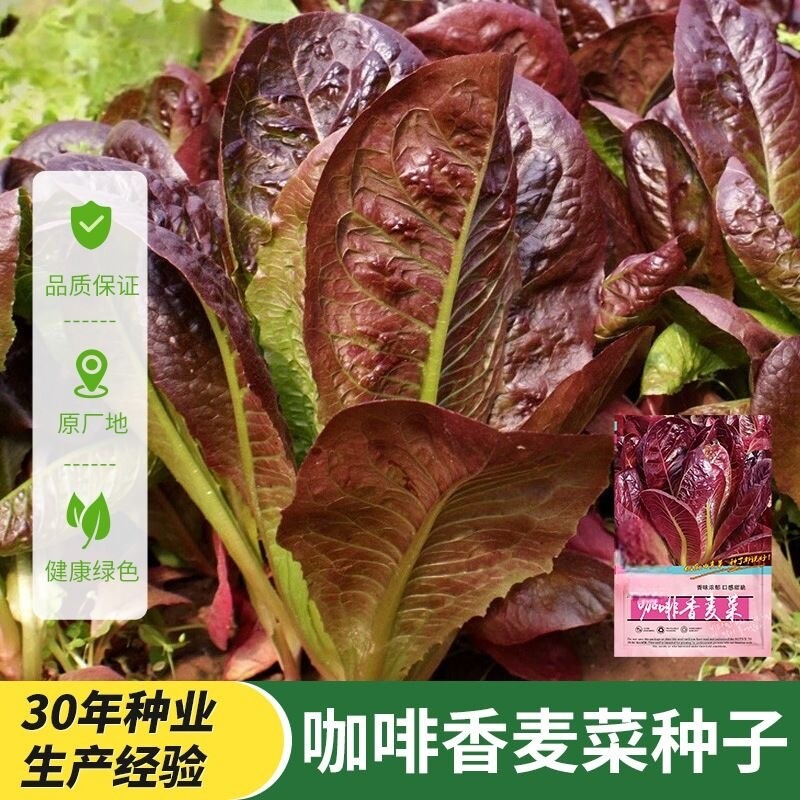 咖啡香麦菜生菜种子种籽奶油青菜蔬菜四季种菜阳台小院菜籽菜种