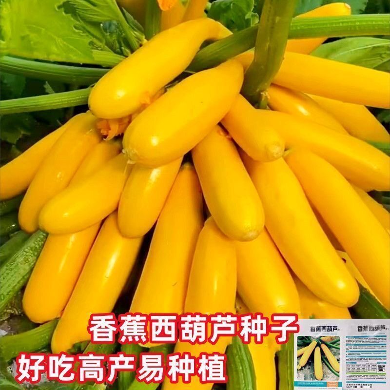 新品水果型西葫芦种子香蕉瓜盆栽种籽特色秋季四季农家蔬菜孑瓜种
