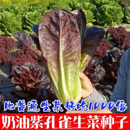 奶油紫孔雀菜种子紫叶生菜生吃脆甜营养四季罗马生菜直立各种菜种