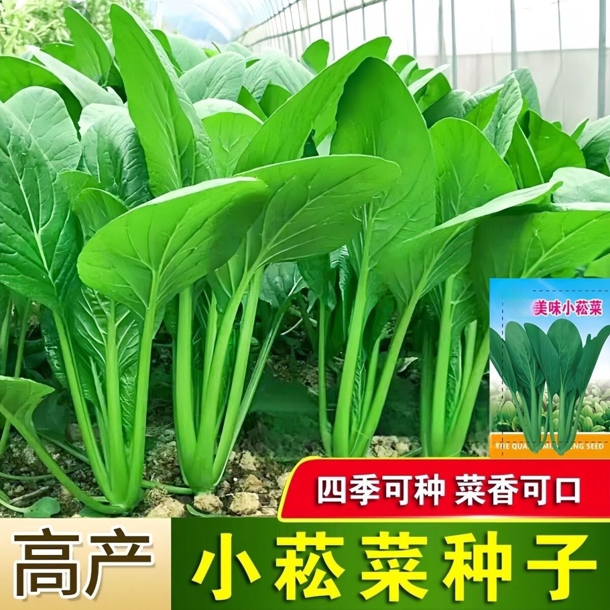 美味小菘菜种子小松菜籽四季耐热速生耐寒青梗菜阳台青松菜小青菜图片