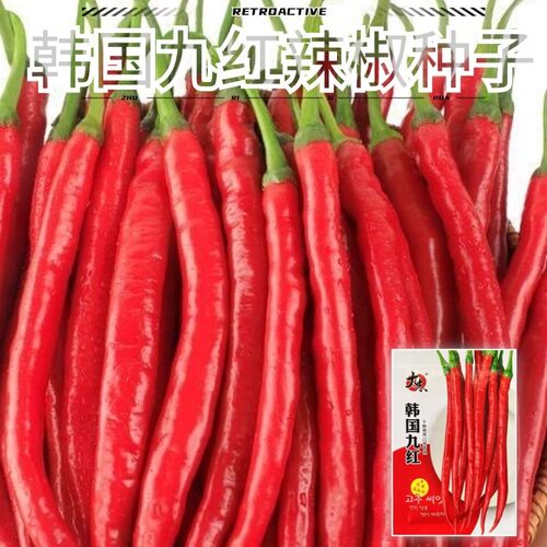 韩国九红辣椒种子干鲜两用可以做红干椒鲜椒四季超辣基地种植辣椒