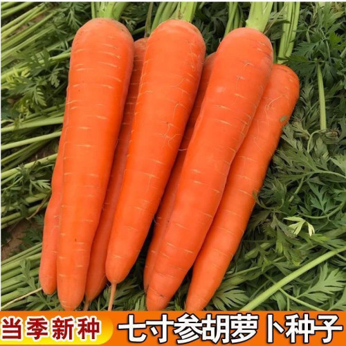 三红七寸参胡萝卜种子七寸胡萝卜种子甜脆胡萝卜四季种植阳台TM