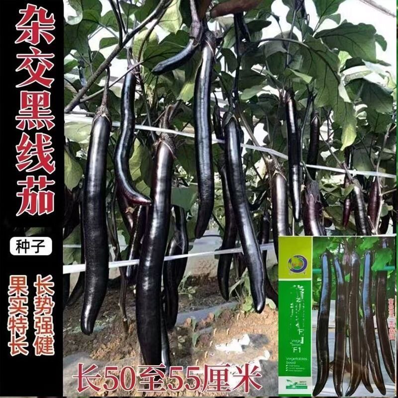 黑线茄种子孑春季秋季四季阳台盆栽杭懒人小院新鲜长茄绿茄子种籽