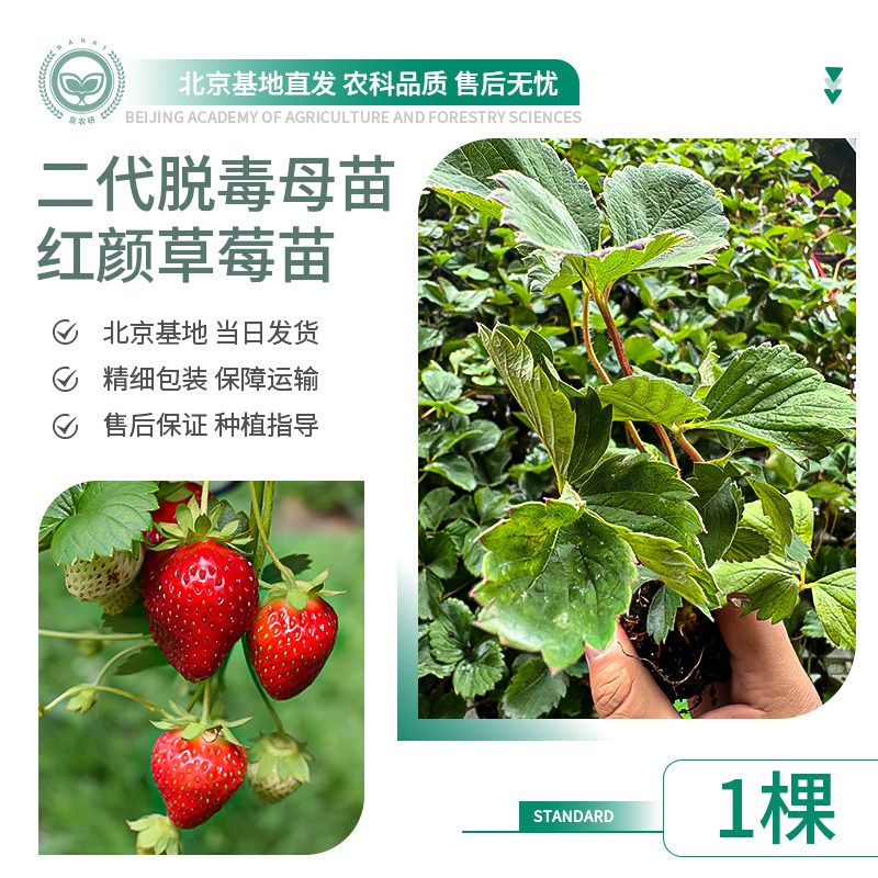 农科院草莓苗淡粉白草莓白雪公主蔬菜种子/种苗