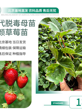农科院草莓苗淡粉白草莓白雪公主二代脱毒苗生产繁育阳台水果秧苗