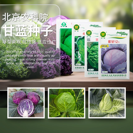 甘蓝种子圆白菜牛心包菜紫羽衣甘蓝春秋孢子甘蓝农科院蔬菜种籽孑