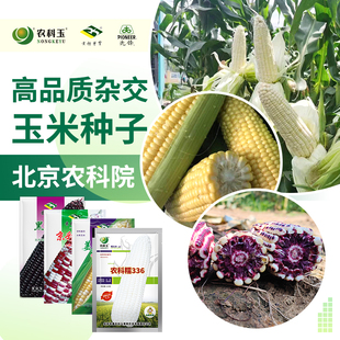 农科院玉米种子农科玉336甜糯白糯