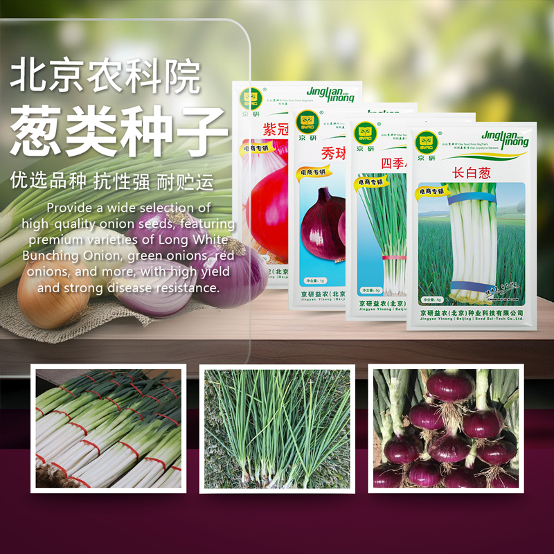 葱种子四季小香葱分葱铁杆大葱紫红皮大球洋葱头农科院蔬菜种籽孑