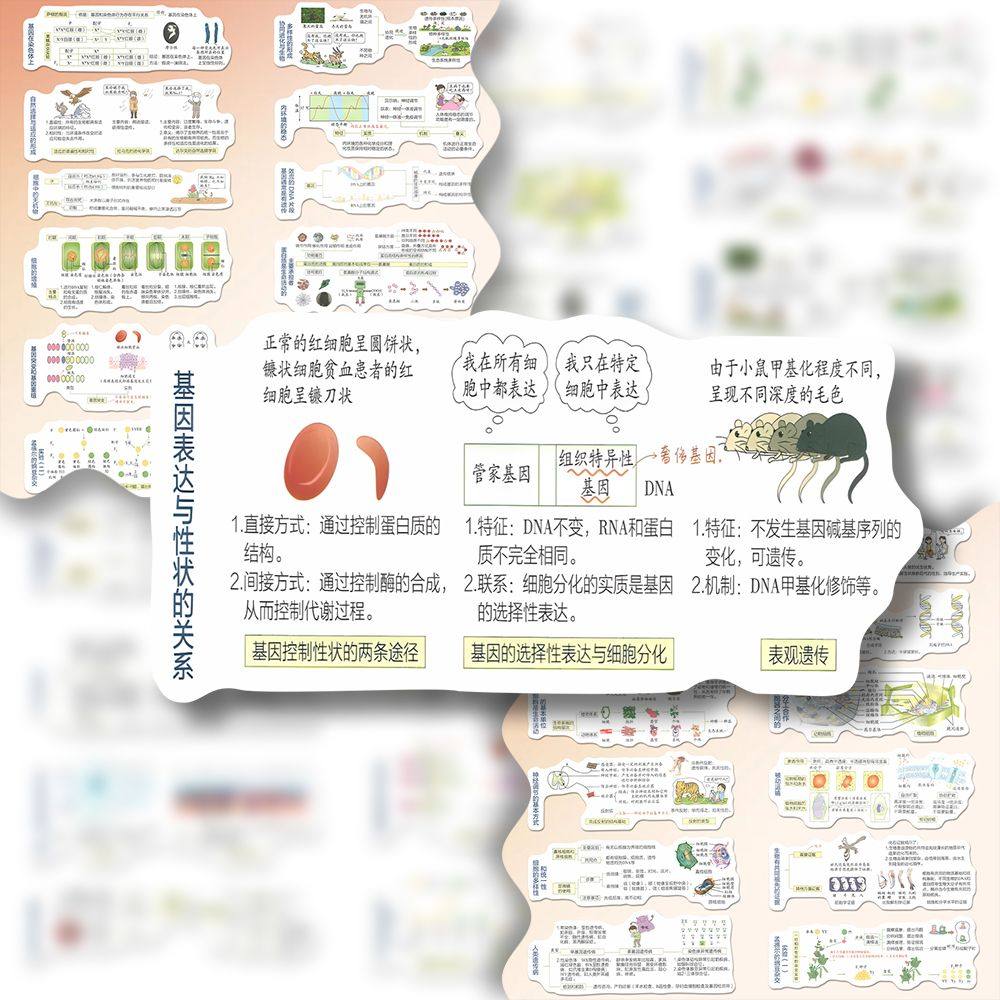 高中生物图解贴纸生物考试知识点