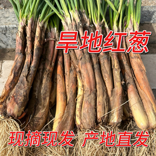 河曲旱地红葱陕北现挖现卖 新鲜炖肉 炒菜配料 产地直发老品种5斤