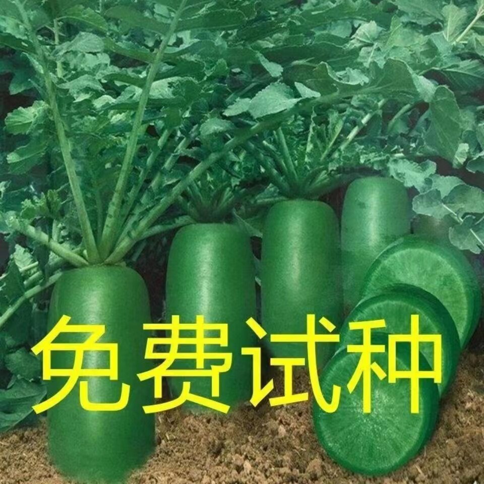 冰糖水果萝卜种子生吃甜脆沙窝萝卜种子