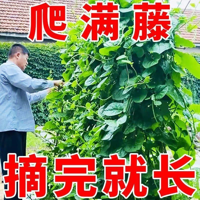 不爬藤大叶木耳菜苗猫耳藤菜苗多次采摘食用蔬菜育苗盘带土发货