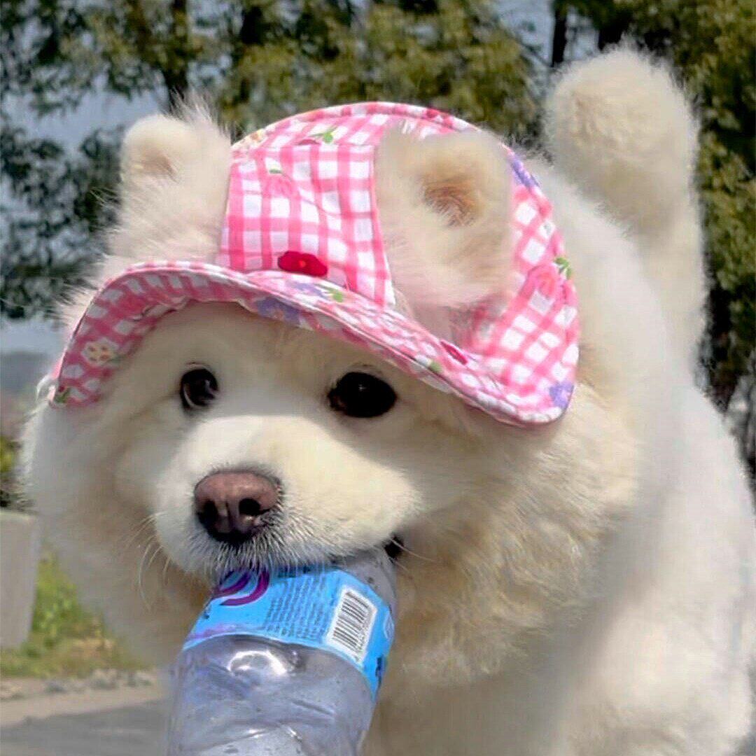 萨摩耶粉色格子渔夫帽【出门晒太阳啦】外出防晒遮阳帽口水巾围兜