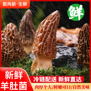 新鲜羊肚菌1斤云南当季 山珍现摘羊肚菌食用菌火锅鲜蘑菇 现货