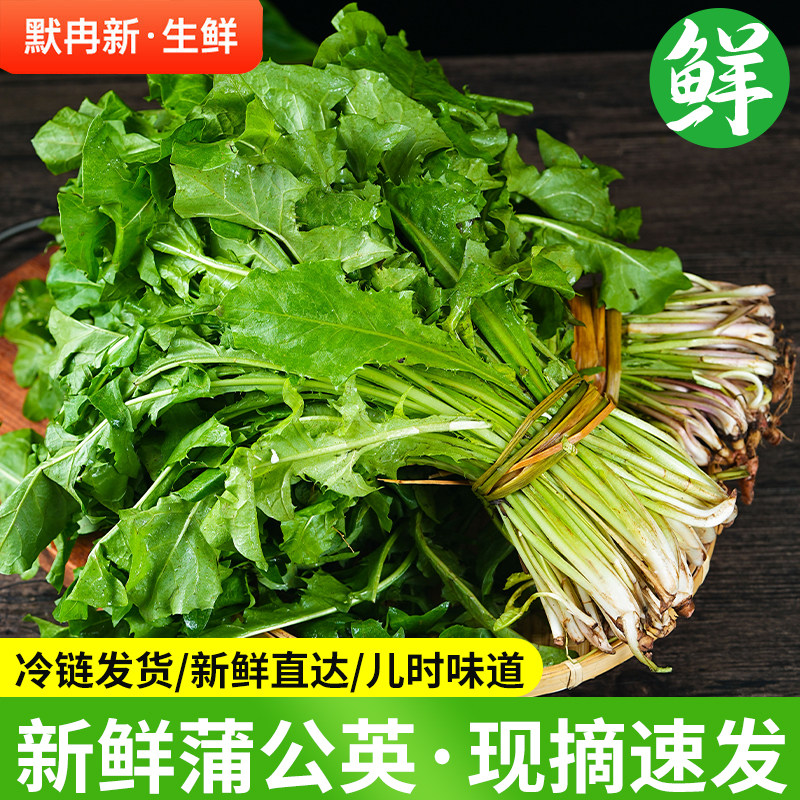 当季时令带根纯天然野菜蒲公英