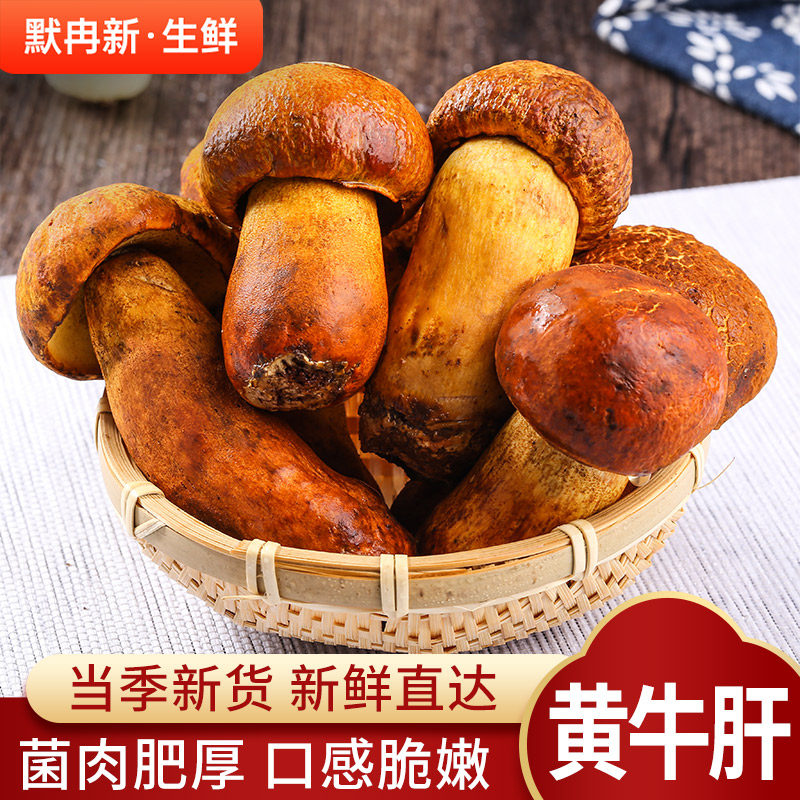 【现货】新鲜黄牛肝500g 现摘云南当季野生黄癞头菌火锅蘑菇包邮