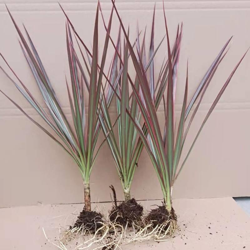 水培七彩铁五彩千年木小盆栽花卉植物室内花三色龙血树办公室绿植