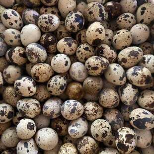 新鲜鹌鹑蛋杂粮喂养现捡现发40-128枚营养丰富口感细腻家禽蛋类
