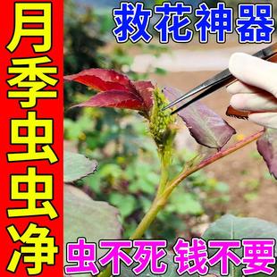 月季 虫虫净防虫颗粒病害常专用药除红蜘蛛蚜腻介蚧壳虫黑斑白粉剂