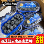迷迭蓝蓝莓云南高山新鲜鲜果甜带枝宝宝水果超大野生果径24＋官方