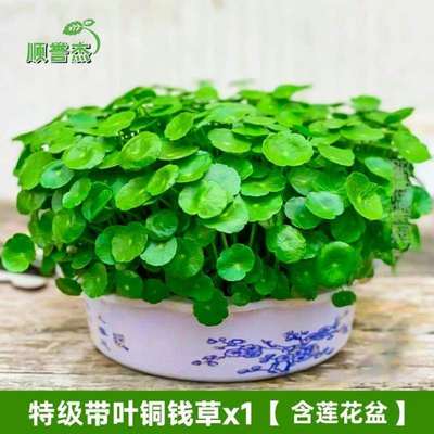 绿植净化空气绿植水生栽花花草园艺@招财通用招财金钱草水培摆件