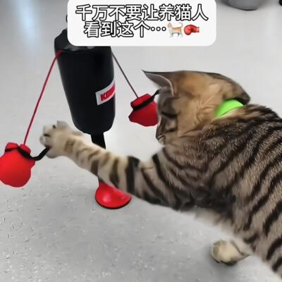 拳击沙袋逗猫棒！猫咪立