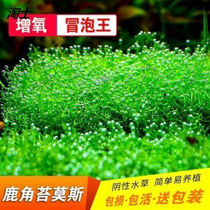 冒泡鱼质量怎么样 冒泡鱼口碑怎么样 小麦优选