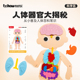 幼儿园科学区蒙氏儿童益智早教玩具 布好玩_人体器官大揭秘