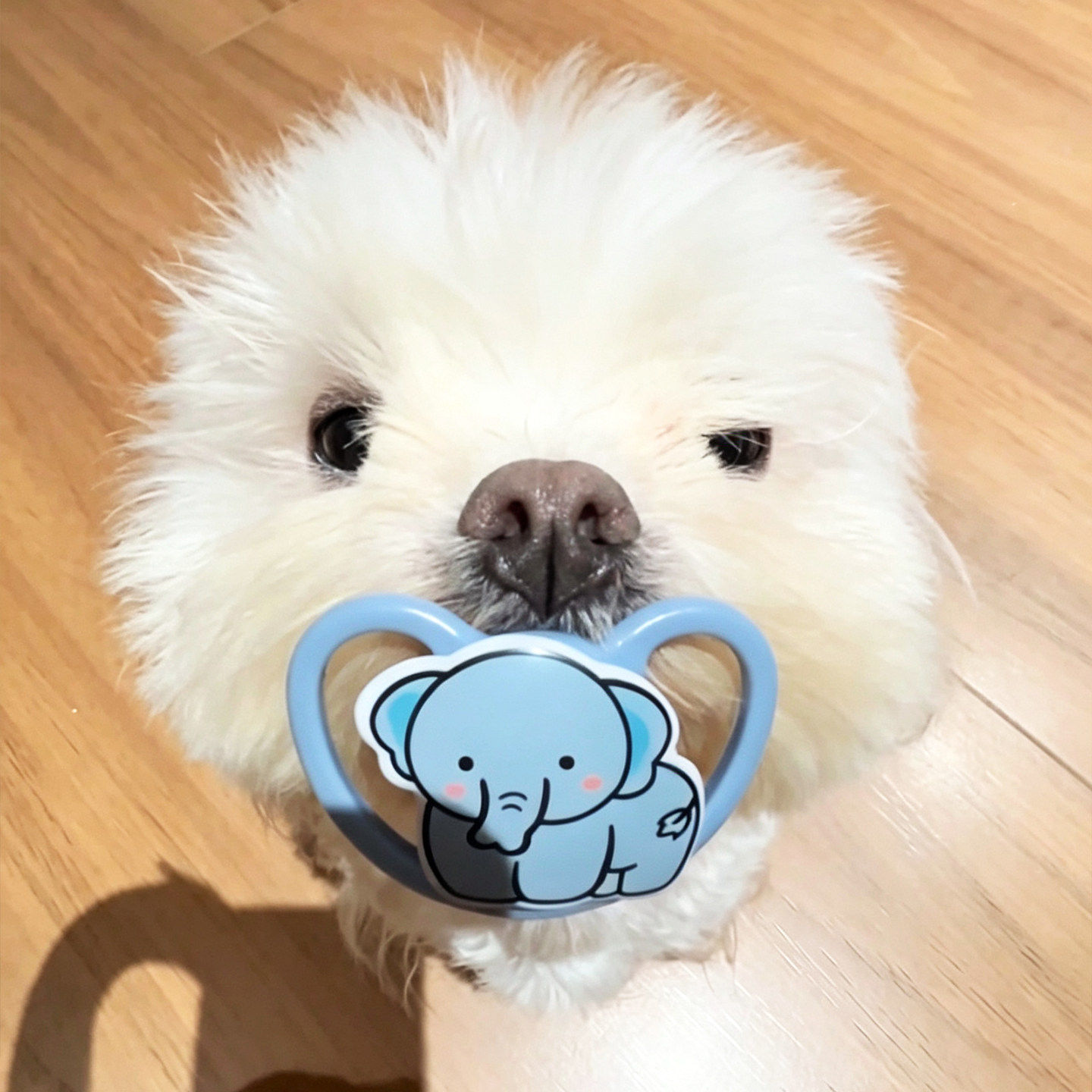 狗狗专用安抚小奶嘴食品级硅胶小中型犬磨牙解闷比熊博美宠物用品